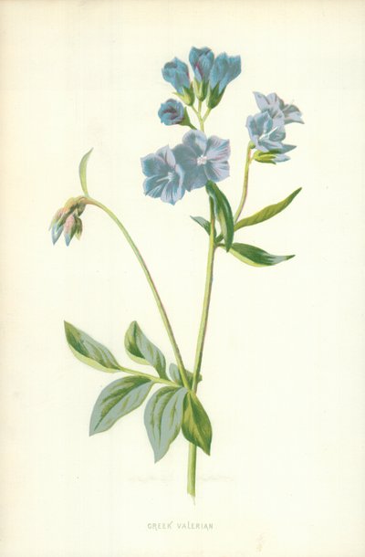 Valeriana greca da Frederick Edward Hulme