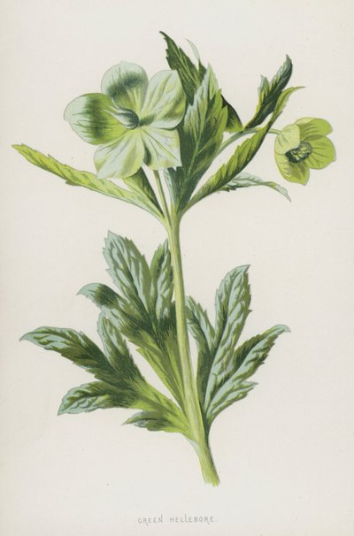 Elleboro Verde da Frederick Edward Hulme