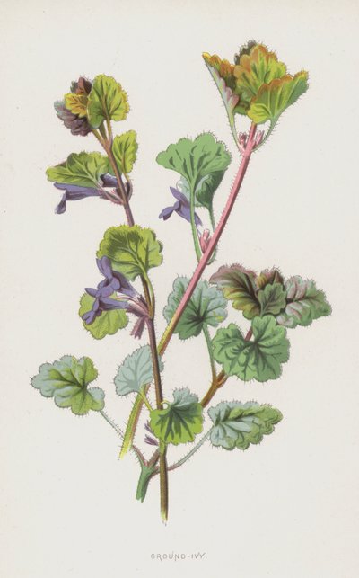 Edera terrestre da Frederick Edward Hulme