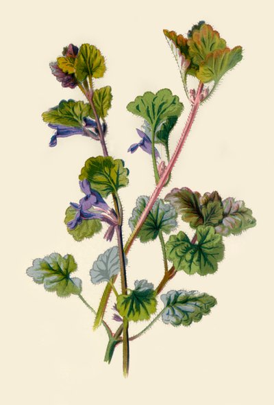 Edera terrestre da Frederick Edward Hulme