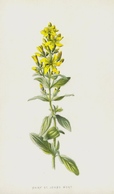 Iperico peloso da Frederick Edward Hulme