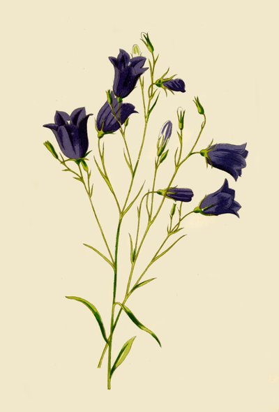 Campanula, 1877 da Frederick Edward Hulme