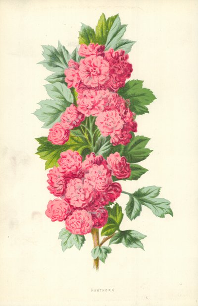 Biancospino da Frederick Edward Hulme