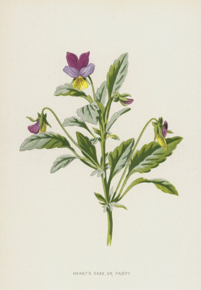 Viola del Pensiero da Frederick Edward Hulme