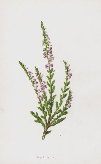 Erica da Frederick Edward Hulme
