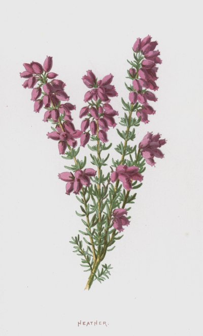 Erica da Frederick Edward Hulme