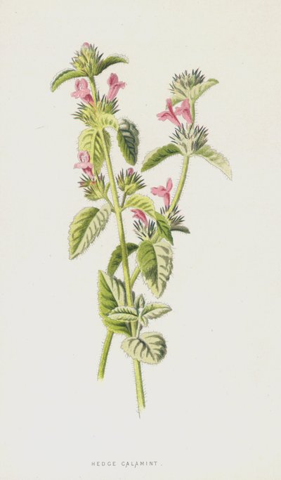 Calaminta dei cespugli da Frederick Edward Hulme