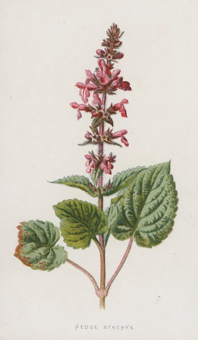 Stachys sylvatica da Frederick Edward Hulme