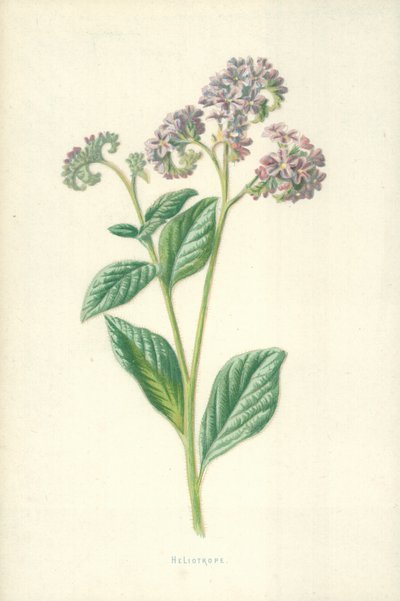Eliotropio da Frederick Edward Hulme