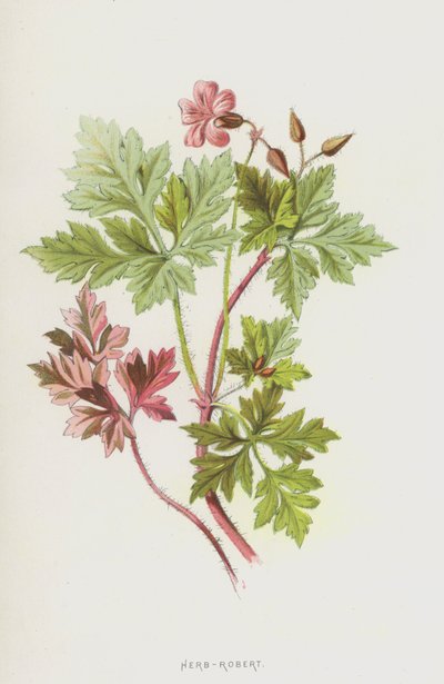 Geranio di San Roberto da Frederick Edward Hulme