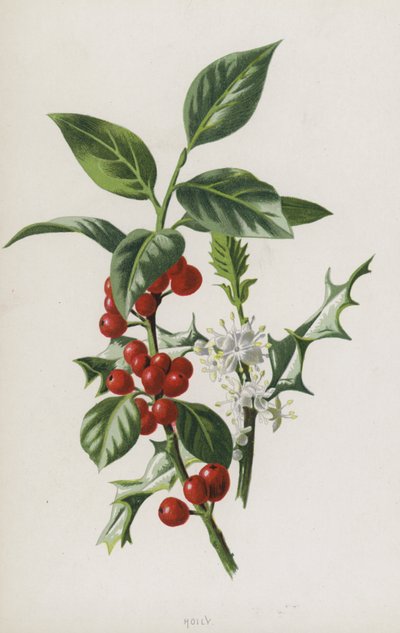 Agrifoglio da Frederick Edward Hulme