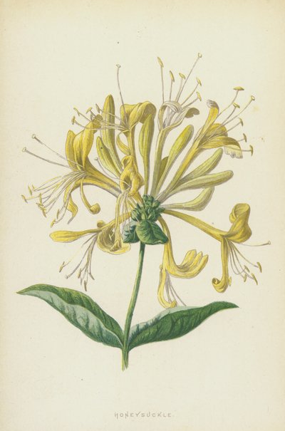 Caprifoglio da Frederick Edward Hulme