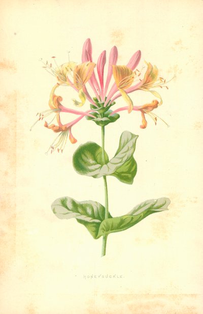 Caprifoglio da Frederick Edward Hulme
