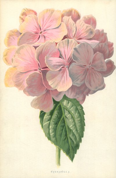Ortensia da Frederick Edward Hulme