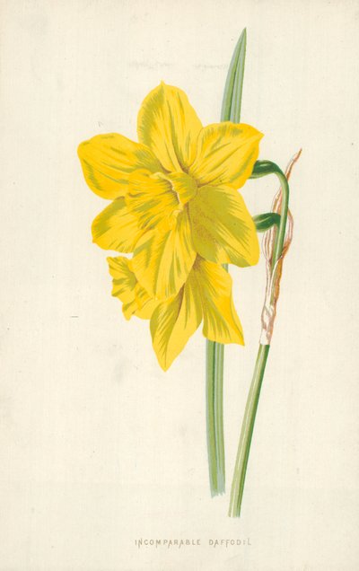 Narciso incomparabile da Frederick Edward Hulme