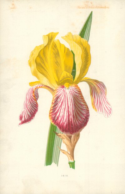 Iris da Frederick Edward Hulme