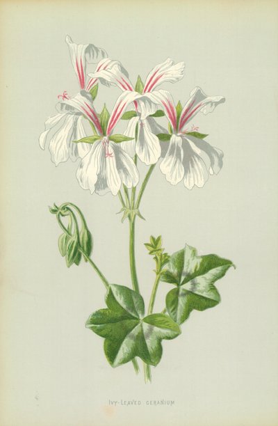 Geranio edera da Frederick Edward Hulme