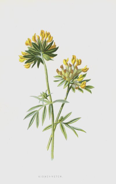 Vulneraria da Frederick Edward Hulme