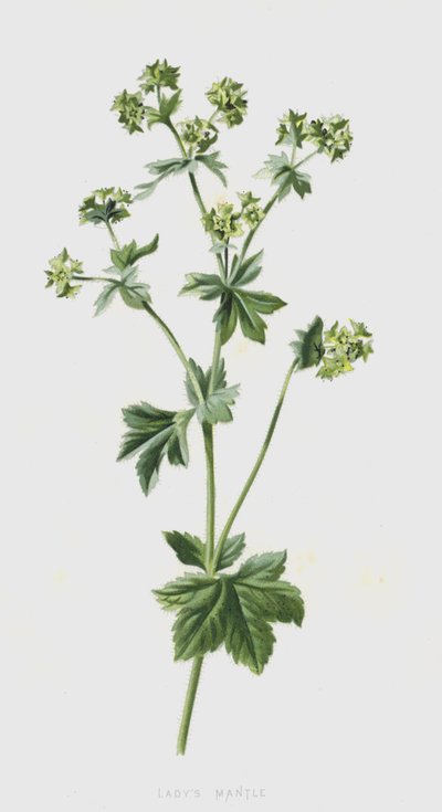 Alchemilla da Frederick Edward Hulme