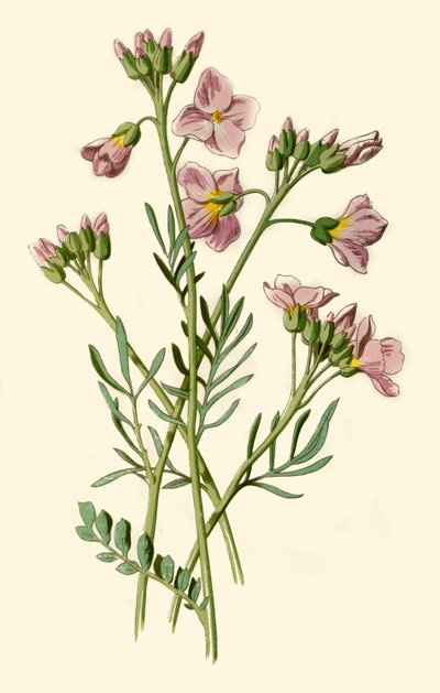 Cardamine pratensis, 1877 da Frederick Edward Hulme