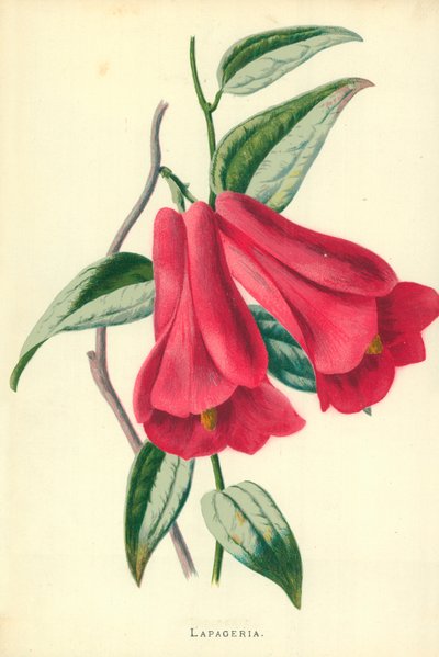 Lapageria da Frederick Edward Hulme