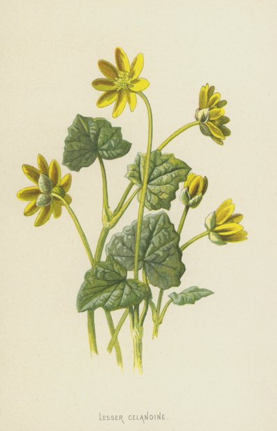 Ficaria da Frederick Edward Hulme