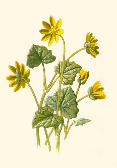 Ranuncolo minore, 1877 da Frederick Edward Hulme