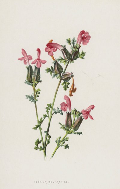 Rinantace minore da Frederick Edward Hulme