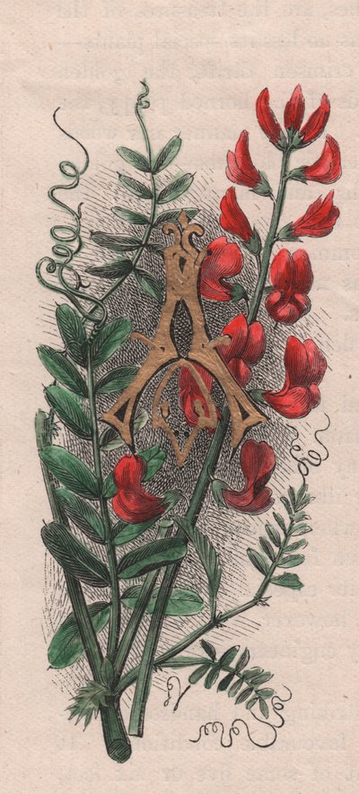 Lettera A, lettera capovolta, da The familiar Garden Flower da Frederick Edward Hulme