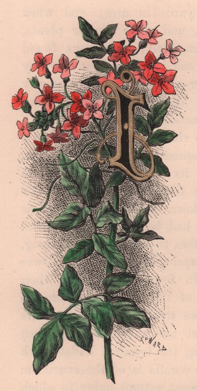 Lettera I, lettera capovolta, incisione ad acquerello, cm 10x5 (Frederick Edward Hulme) da The familiar Garden Flower, circa 1880 da Frederick Edward Hulme