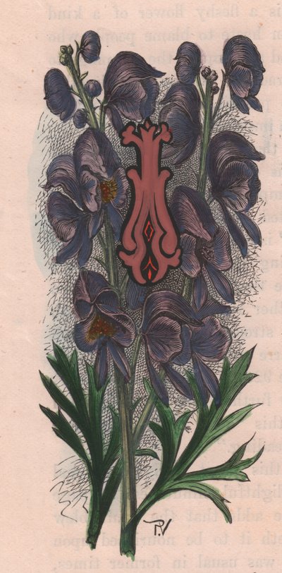 Lettera I, lettera capovolta, incisione ad acquerello, cm 10x5 (Frederick Edward Hulme) da The familiar Garden Flower, circa 1880 da Frederick Edward Hulme