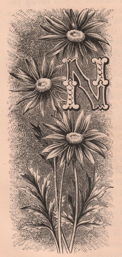 Lettera N, lettera capovolta, incisione, cm 10x5, da The familiar Garden Flower, circa 1880 da Frederick Edward Hulme