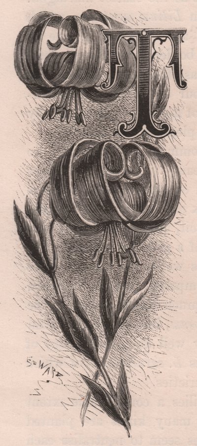 Lettera T, lettera capovolta, da The familiar Garden Flower da Frederick Edward Hulme