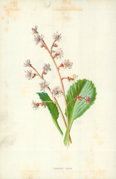 Orgoglio di Londra da Frederick Edward Hulme