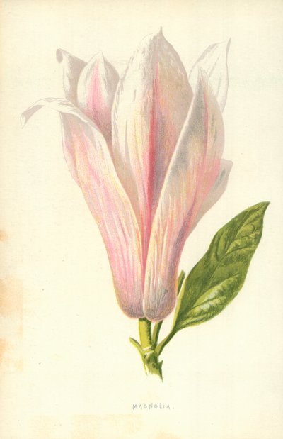 Magnolia da Frederick Edward Hulme