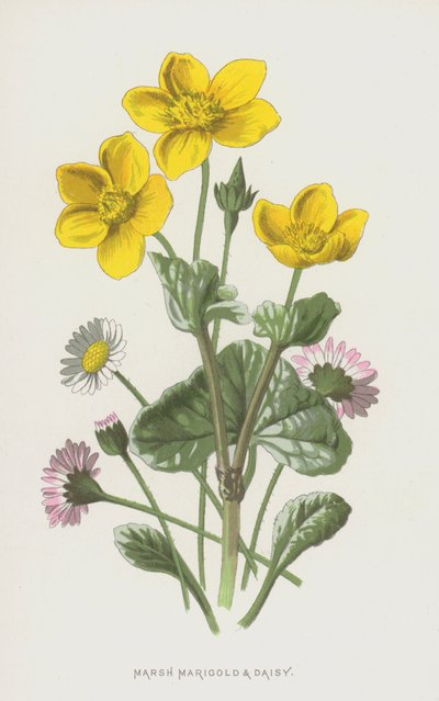 Calta palustre e margherita da Frederick Edward Hulme