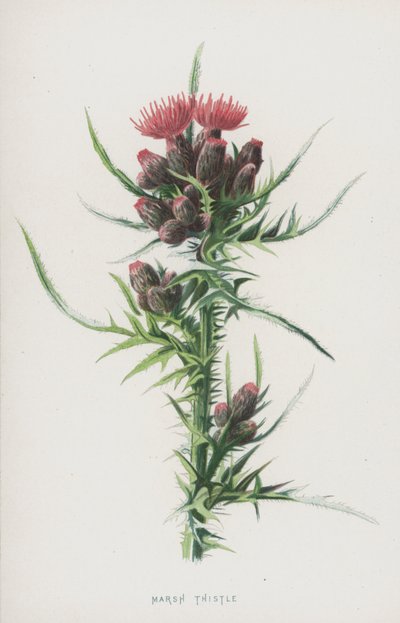 Cardo palustre da Frederick Edward Hulme