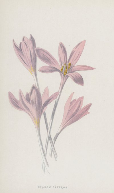 Colchico autunnale da Frederick Edward Hulme