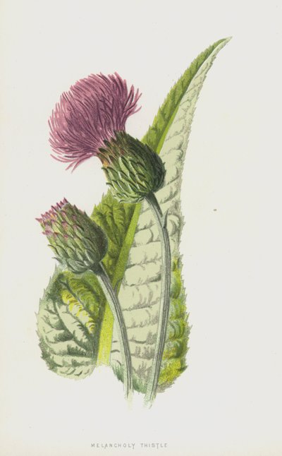 Cardo malinconico da Frederick Edward Hulme