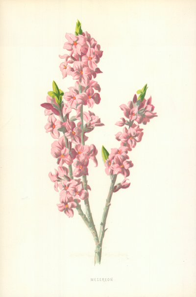 Mesereon da Frederick Edward Hulme