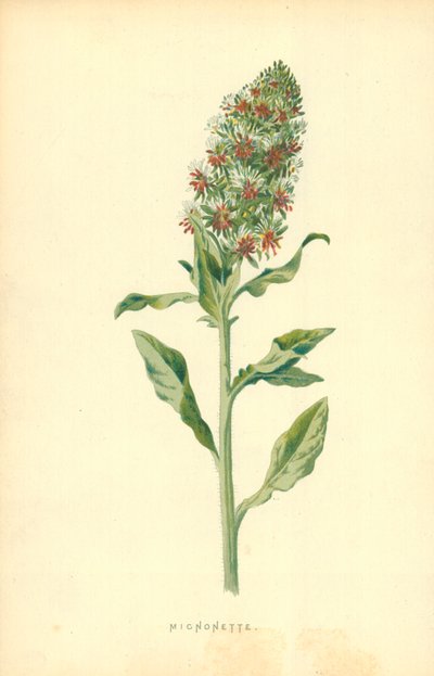 Micnonette da Frederick Edward Hulme