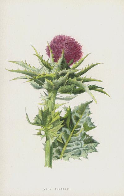 Cardo mariano da Frederick Edward Hulme
