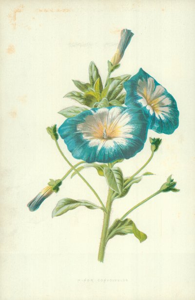 Convolvolo minore da Frederick Edward Hulme