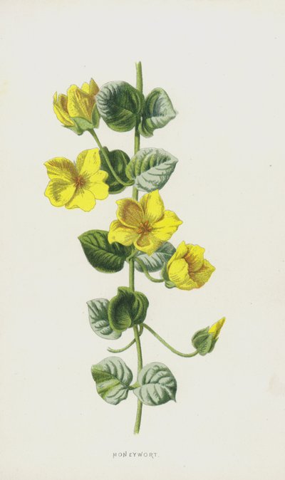 Lysimachia nummularia da Frederick Edward Hulme