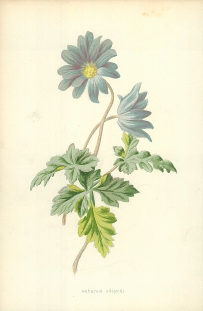 Anemone di montagna da Frederick Edward Hulme