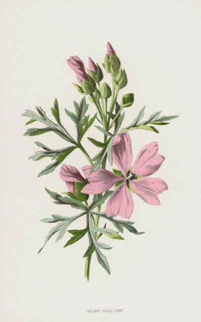 Malva Muschiata da Frederick Edward Hulme