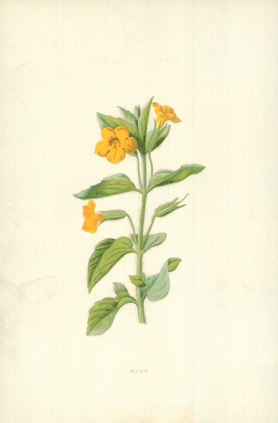 Muschio da Frederick Edward Hulme
