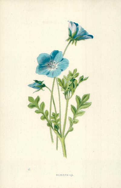 Nemophila da Frederick Edward Hulme