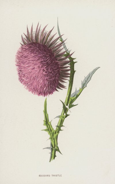 Cardo Pendulo da Frederick Edward Hulme