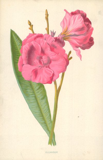 Oleandro da Frederick Edward Hulme